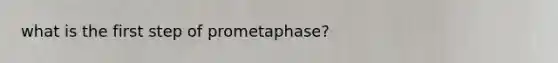 what is the first step of prometaphase?