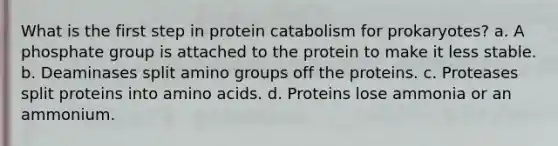 What is the first step in protein catabolism for prokaryotes? a. A phosphate group is attached to the protein to make it less stable. b. Deaminases split amino groups off the proteins. c. Proteases split proteins into amino acids. d. Proteins lose ammonia or an ammonium.