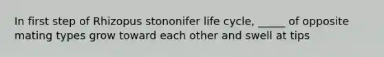 In first step of Rhizopus stononifer life cycle, _____ of opposite mating types grow toward each other and swell at tips