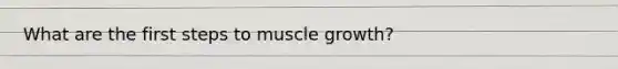 What are the first steps to muscle growth?