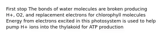 First stop The bonds of water molecules are broken producing H+, O2, and replacement electrons for chlorophyll molecules Energy from electrons excited in this photosystem is used to help pump H+ ions into the thylakoid for ATP production