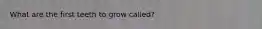 What are the first teeth to grow called?