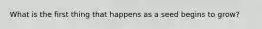 What is the first thing that happens as a seed begins to grow?
