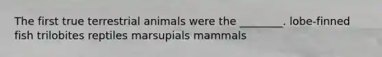 The first true terrestrial animals were the ________. lobe-finned fish trilobites reptiles marsupials mammals