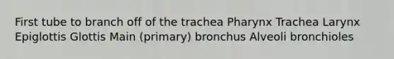 First tube to branch off of the trachea Pharynx Trachea Larynx Epiglottis Glottis Main (primary) bronchus Alveoli bronchioles