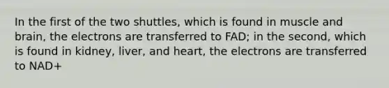 In the first of the two shuttles, which is found in muscle and brain, the electrons are transferred to FAD; in the second, which is found in kidney, liver, and heart, the electrons are transferred to NAD+