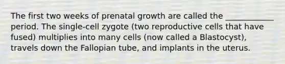 The first two weeks of prenatal growth are called the ____________ period. The single-cell zygote (two reproductive cells that have fused) multiplies into many cells (now called a Blastocyst), travels down the Fallopian tube, and implants in the uterus.