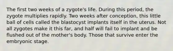 The first two weeks of a zygote's life. During this period, the zygote multiplies rapidly. Two weeks after conception, this little ball of cells called the blastocyst implants itself in the uterus. Not all zygotes make it this far, and half will fail to implant and be flushed out of the mother's body. Those that survive enter the embryonic stage.