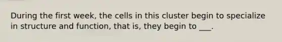 During the first week, the cells in this cluster begin to specialize in structure and function, that is, they begin to ___.