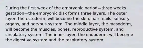 During the first week of the embryonic period—three weeks gestation—the embryonic disk forms three layers. The outer layer, the ectoderm, will become the skin, hair, nails, sensory organs, and nervous system. The middle layer, the mesoderm, will become the muscles, bones, reproductive system, and circulatory system. The inner layer, the endoderm, will become the digestive system and the respiratory system.