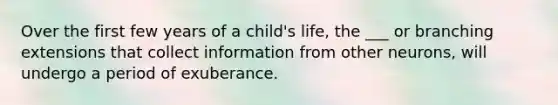 Over the first few years of a child's life, the ___ or branching extensions that collect information from other neurons, will undergo a period of exuberance.