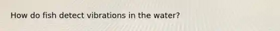 How do fish detect vibrations in the water?