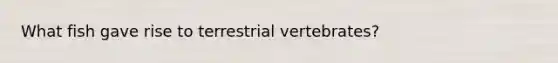 What fish gave rise to terrestrial vertebrates?