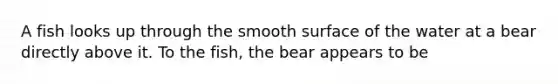 A fish looks up through the smooth surface of the water at a bear directly above it. To the fish, the bear appears to be