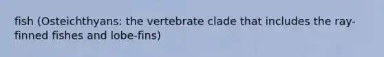 fish (Osteichthyans: the vertebrate clade that includes the ray-finned fishes and lobe-fins)