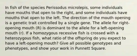 In fish of the species Perissodus microlepis, some individuals have mouths that open to the right, and some individuals have mouths that open to the left. The direction of <a href='https://www.questionai.com/knowledge/krBoWYDU6j-the-mouth' class='anchor-knowledge'>the mouth</a> opening is a genetic trait controlled by a single gene. The allele for right-opening mouth (R) is dominant to the allele for a left-opening mouth (r). If a homozygous recessive fish is crossed with a heterozygous fish, what ratio of the offspring do you expect to have a left-opening mouth? Give all possible genotypes and phenotypes, and show your work in Punnett Square.