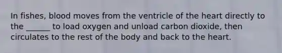 In fishes, blood moves from the ventricle of the heart directly to the ______ to load oxygen and unload carbon dioxide, then circulates to the rest of the body and back to the heart.