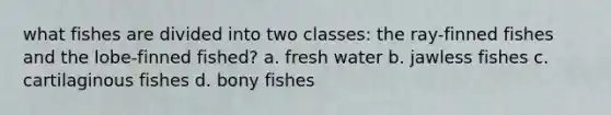 what fishes are divided into two classes: the ray-finned fishes and the lobe-finned fished? a. fresh water b. jawless fishes c. cartilaginous fishes d. bony fishes