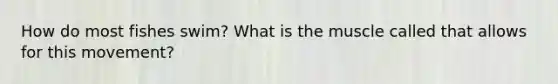 How do most fishes swim? What is the muscle called that allows for this movement?