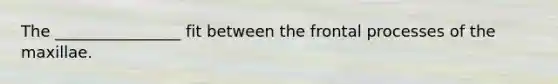 The ________________ fit between the frontal processes of the maxillae.