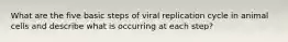 What are the five basic steps of viral replication cycle in animal cells and describe what is occurring at each step?