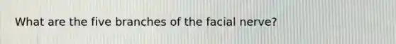 What are the five branches of the facial nerve?