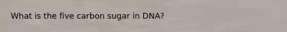 What is the five carbon sugar in DNA?