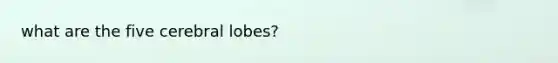 what are the five cerebral lobes?