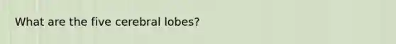 What are the five cerebral lobes?