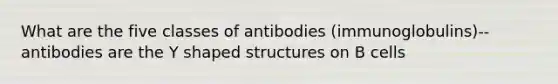 What are the five classes of antibodies (immunoglobulins)--antibodies are the Y shaped structures on B cells