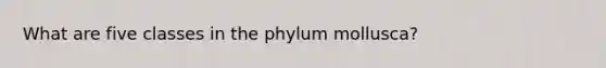 What are five classes in the phylum mollusca?