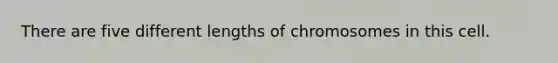 There are five different lengths of chromosomes in this cell.