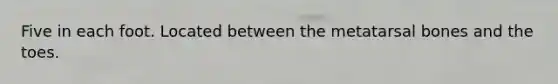 Five in each foot. Located between the metatarsal bones and the toes.
