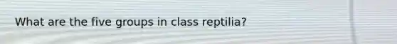 What are the five groups in class reptilia?