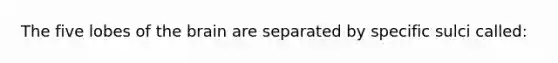 The five lobes of the brain are separated by specific sulci called: