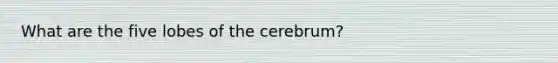 What are the five lobes of the cerebrum?