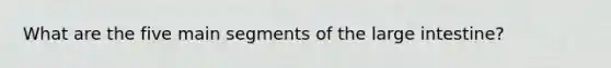 What are the five main segments of the large intestine?