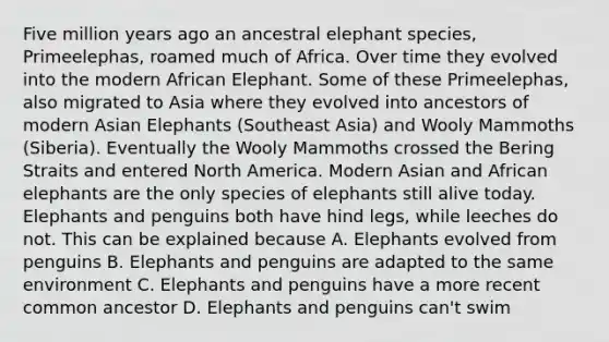 Five million years ago an ancestral elephant species, Primeelephas, roamed much of Africa. Over time they evolved into the modern African Elephant. Some of these Primeelephas, also migrated to Asia where they evolved into ancestors of modern Asian Elephants (Southeast Asia) and Wooly Mammoths (Siberia). Eventually the Wooly Mammoths crossed the Bering Straits and entered North America. Modern Asian and African elephants are the only species of elephants still alive today. Elephants and penguins both have hind legs, while leeches do not. This can be explained because A. Elephants evolved from penguins B. Elephants and penguins are adapted to the same environment C. Elephants and penguins have a more recent common ancestor D. Elephants and penguins can't swim