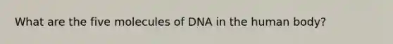 What are the five molecules of DNA in the human body?