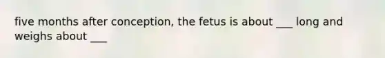 five months after conception, the fetus is about ___ long and weighs about ___