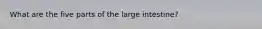 What are the five parts of the large intestine?