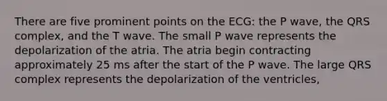 There are five prominent points on the ECG: the P wave, the QRS complex, and the T wave. The small P wave represents the depolarization of the atria. The atria begin contracting approximately 25 ms after the start of the P wave. The large QRS complex represents the depolarization of the ventricles,