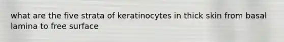 what are the five strata of keratinocytes in thick skin from basal lamina to free surface