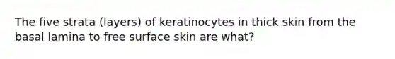 The five strata (layers) of keratinocytes in thick skin from the basal lamina to free surface skin are what?