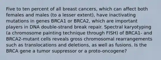 Five to ten percent of all breast cancers, which can affect both females and males (to a lesser extent), have inactivating mutations in genes BRCA1 or BRCA2, which are important players in DNA double-strand break repair. Spectral karyotyping (a chromosome painting technique through FISH) of BRCA1- and BRCA2-mutant cells reveals gross chromosomal rearrangements such as translocations and deletions, as well as fusions. Is the BRCA gene a tumor suppressor or a proto-oncogene?