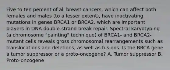 Five to ten percent of all breast cancers, which can affect both females and males (to a lesser extent), have inactivating mutations in genes BRCA1 or BRCA2, which are important players in DNA double-strand break repair. Spectral karyotyping (a chromosome "painting" technique) of BRCA1- and BRCA2-mutant cells reveals gross chromosomal rearrangements such as translocations and deletions, as well as fusions. Is the BRCA gene a tumor suppressor or a proto-oncogene? A. Tumor suppressor B. Proto-oncogene