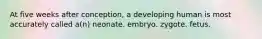 At five weeks after conception, a developing human is most accurately called a(n) neonate. embryo. zygote. fetus.