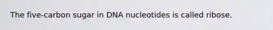 The five-carbon sugar in DNA nucleotides is called ribose.