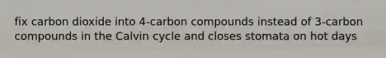 fix carbon dioxide into 4-carbon compounds instead of 3-carbon compounds in the Calvin cycle and closes stomata on hot days