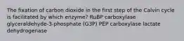 The fixation of carbon dioxide in the first step of the Calvin cycle is facilitated by which enzyme? RuBP carboxylase glyceraldehyde-3-phosphate (G3P) PEP carboxylase lactate dehydrogenase